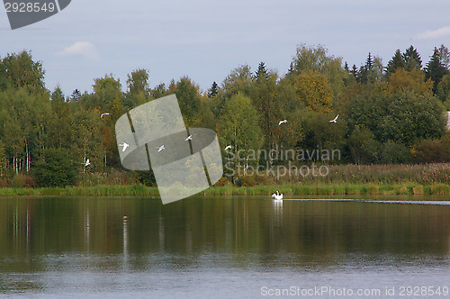 Image of Swans