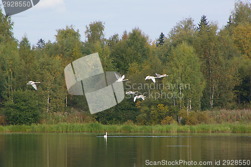 Image of Swans