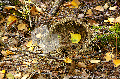 Image of Bird nest