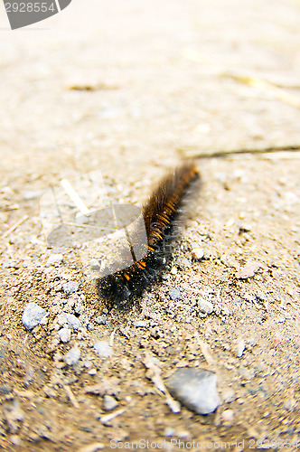 Image of Macrothylacia rubi