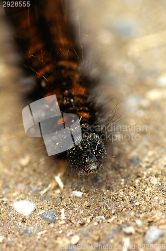 Image of Macrothylacia rubi