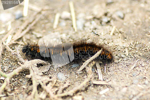 Image of Macrothylacia rubi