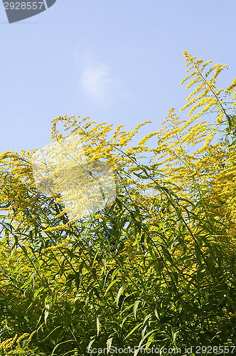 Image of Flowers