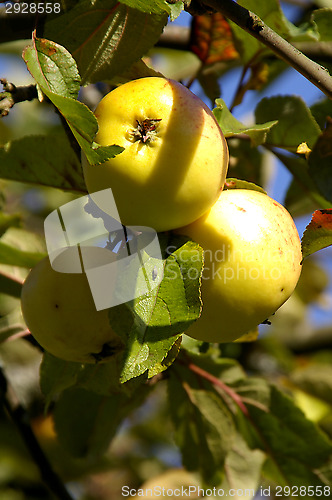 Image of Apples