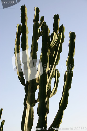 Image of Cactus