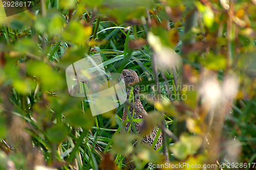 Image of Pheasant