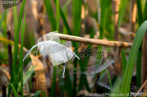 Image of Feather