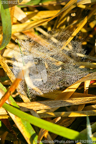 Image of Spider's web