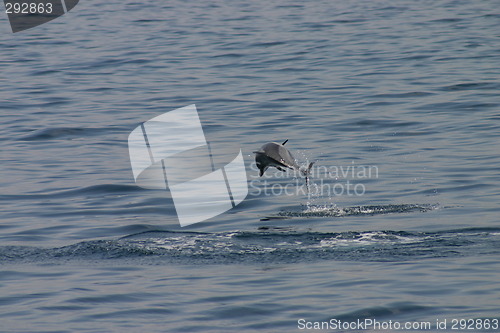 Image of Dolphin jumping