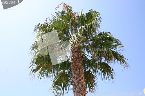 Image of Palm