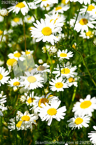 Image of Tripleurospermum inodorum