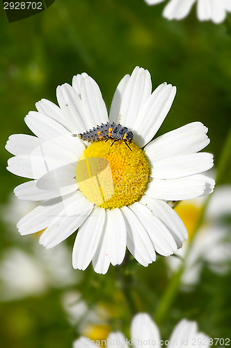 Image of Ladybug maggot