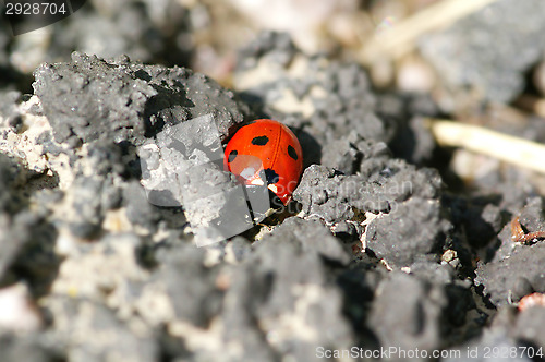Image of Ladybug