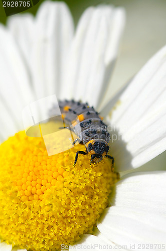 Image of Ladybug maggot