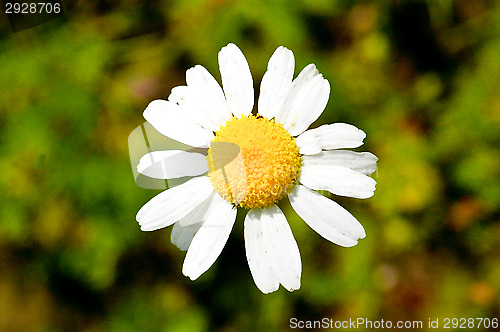 Image of Tripleurospermum inodorum