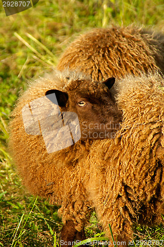 Image of Sheep