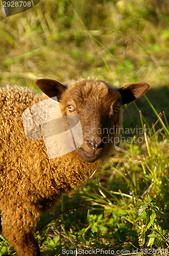 Image of Sheep