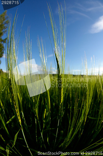 Image of Wheatfield