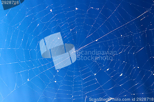 Image of Spider's web