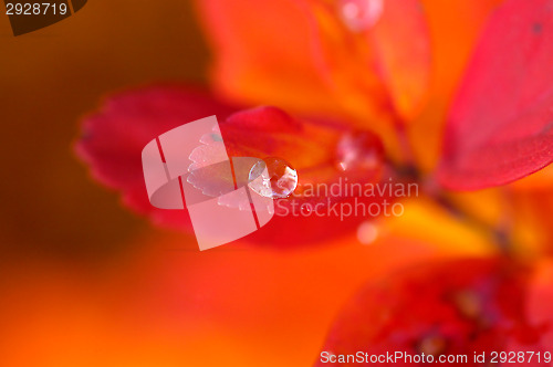 Image of Water droplets