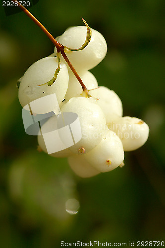 Image of Symphoricarpos