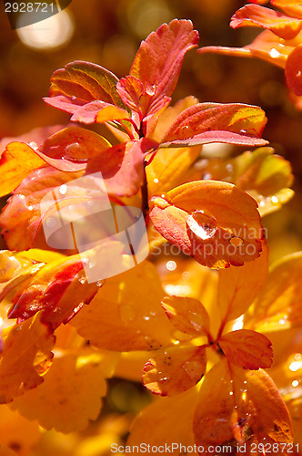 Image of Water droplets