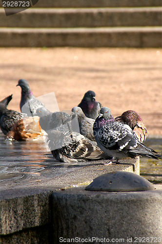 Image of Columba palumbus