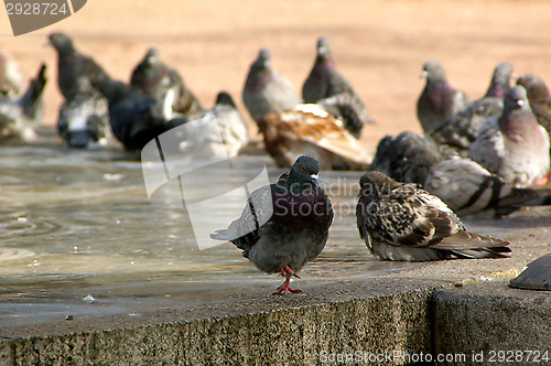 Image of Columba palumbus