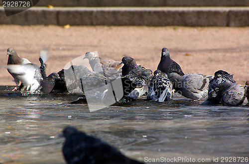 Image of Columba palumbus