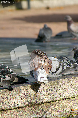 Image of Columba palumbus