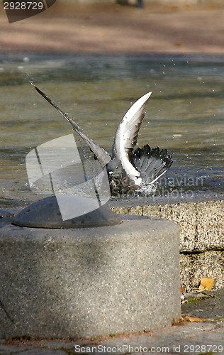 Image of Columba palumbus