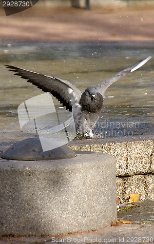 Image of Columba palumbus