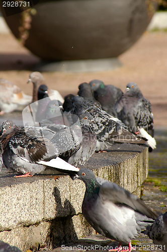 Image of Columba palumbus