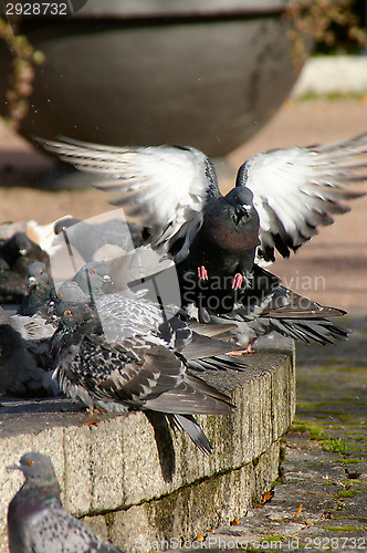 Image of Columba palumbus