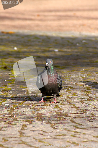 Image of Columba palumbus