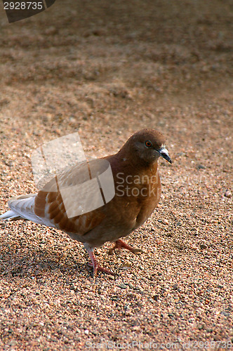 Image of Columba palumbus