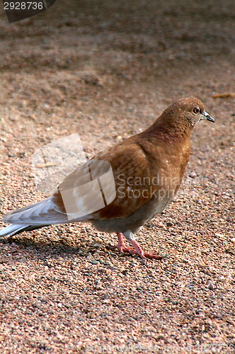 Image of Columba palumbus
