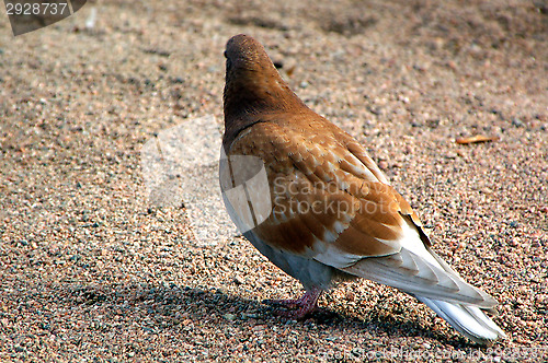 Image of Columba palumbus