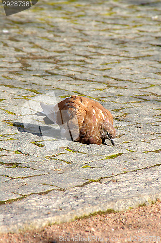 Image of Columba palumbus