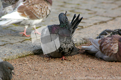 Image of Columba palumbus