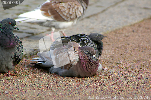 Image of Columba palumbus