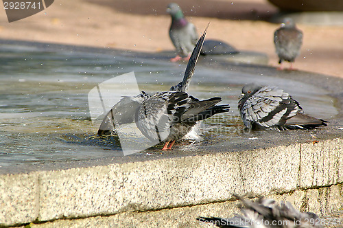 Image of Columba palumbus