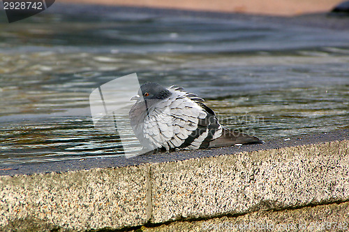 Image of Columba palumbus