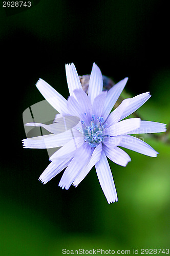 Image of Chicory