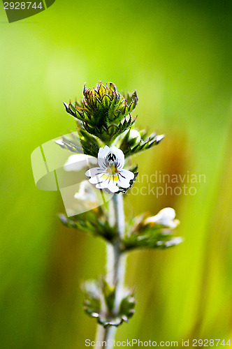 Image of Flower