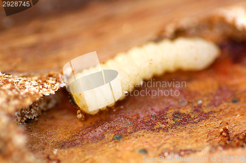 Image of White maggot