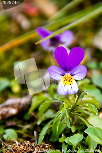 Image of Wild pansy
