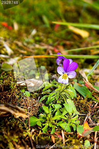 Image of Viola tricolor