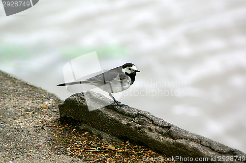 Image of Motacilla alba