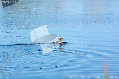 Image of Bird